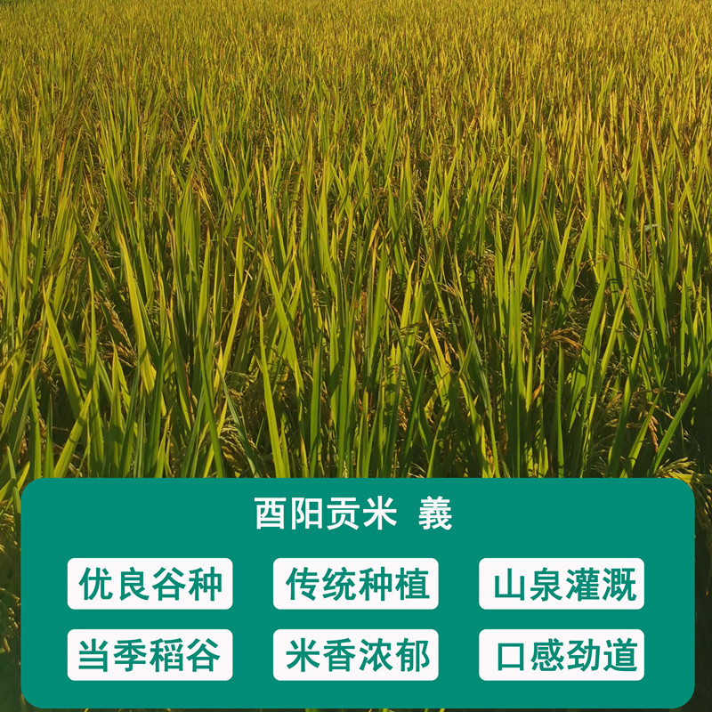 酉陽(yáng)貢米義主圖3_副本.jpg