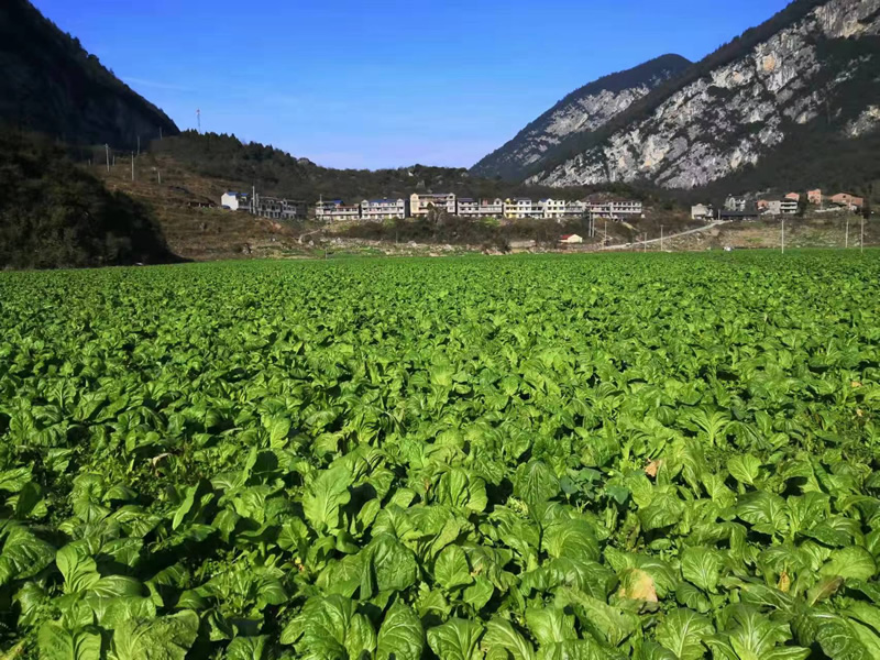 鄉(xiāng)姑榨菜(圖1)
